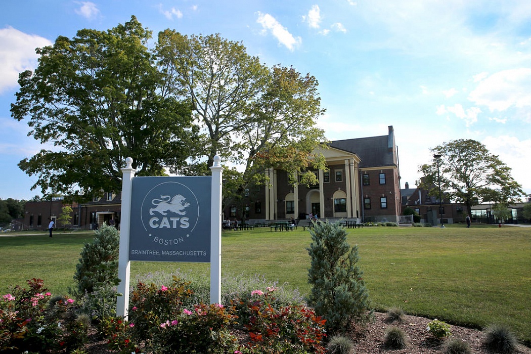 Cats Academy Boston